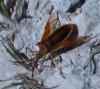 Gonocerus juniperi